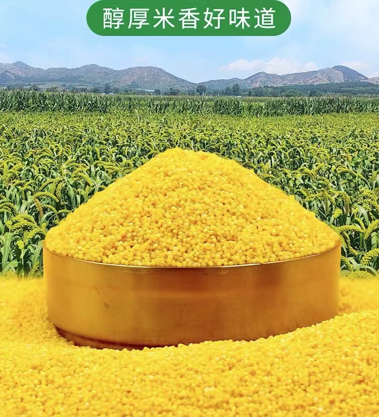 《小翠家》2023朝阳新小米2500克金苗K1 干净 醇香 好吃