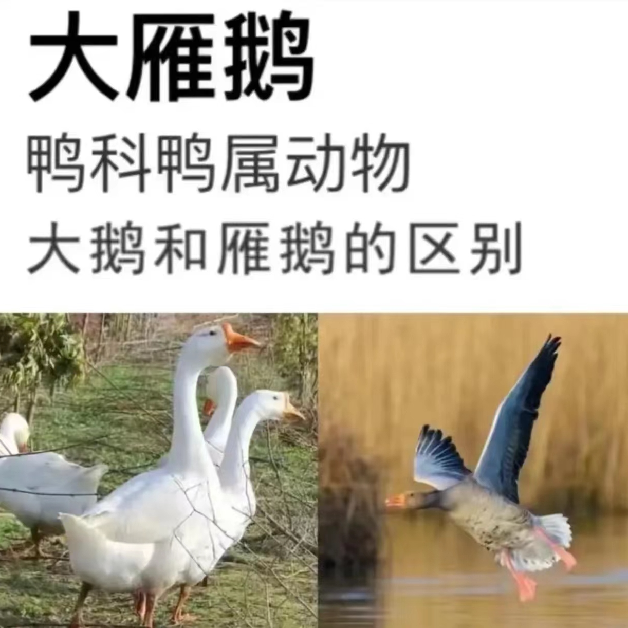 A买一只送一只 共7斤半左右散养大雁鹅 连云港冷冻发货【非大白鹅】