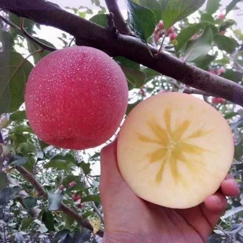 冰糖心红富士苹果运城苹果临猗万荣脆甜多汁薄皮当季新鲜水果萍果