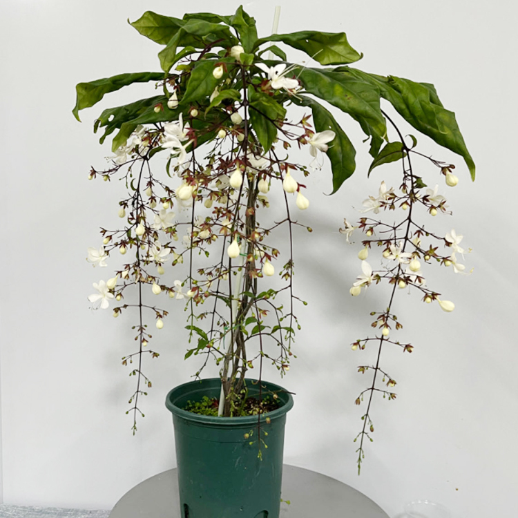 老花农 泰国垂丝茉莉仙气十足开花植物室内盆栽木本植物