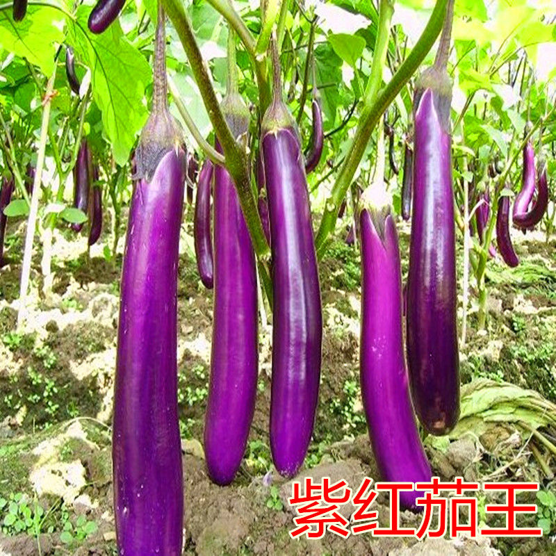 蔬菜种籽紫红长茄种子四季播植瓜果种子田园阳台盆栽茄子籽高产