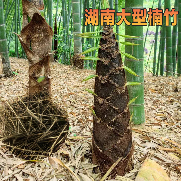 食用竹种子甜竹笋四季招财耐寒一次种植终身产笋出笋南北方均庭院