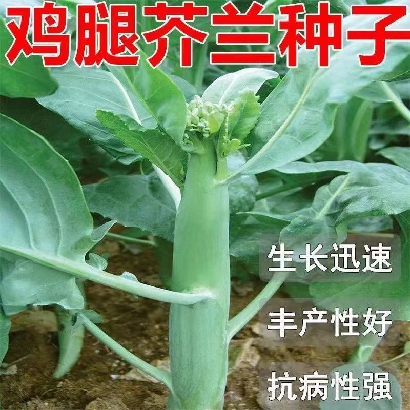 鸡腿芥蓝孖芥兰菜苗脆甜可口春季耐热耐寒四季播蔬菜庭院