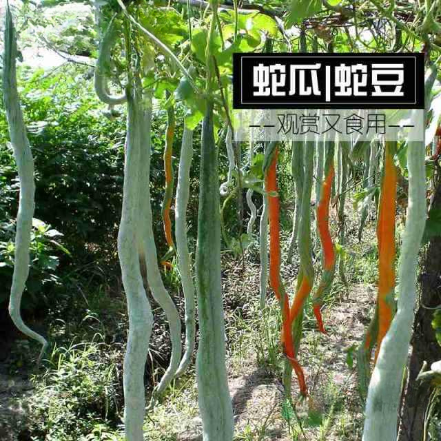 蛇豆种子蛇瓜种子蛇形长豆角夏播种子地栽蔬菜种子四季播口庭院