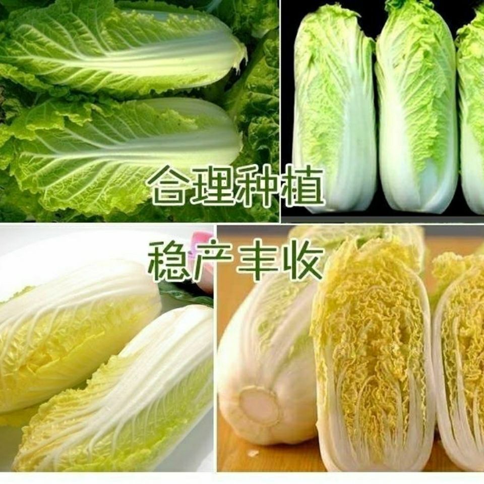 四季金娃娃菜种子蔬菜种子生长快品质佳菜籽春夏秋四季播种