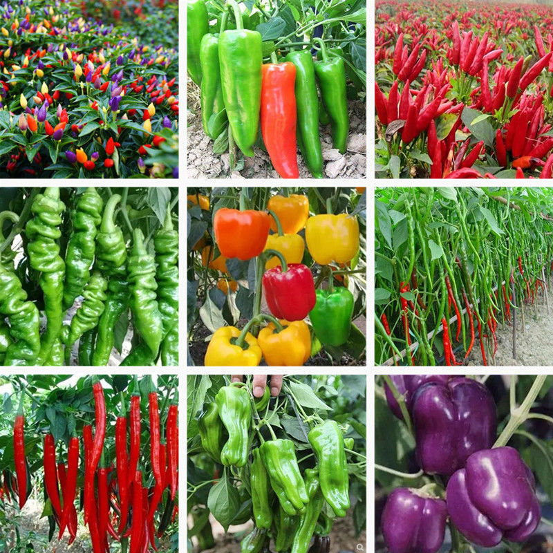 辣椒种子四季高产七彩椒薄皮青椒牛角椒小米椒五彩椒蔬菜种子