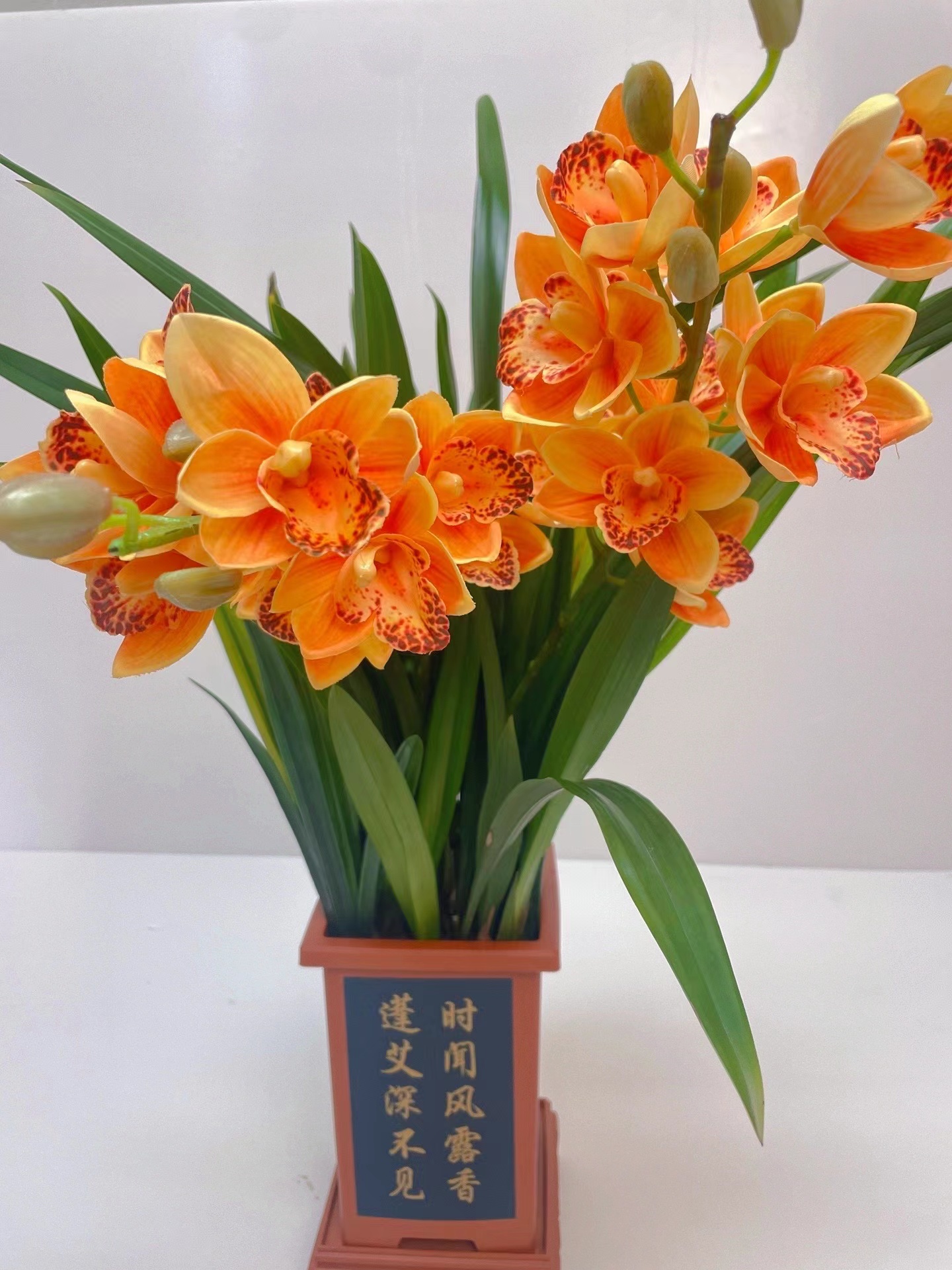黄色花卉室内盆栽地栽种植四季常青年宵花卉开花庭院种植