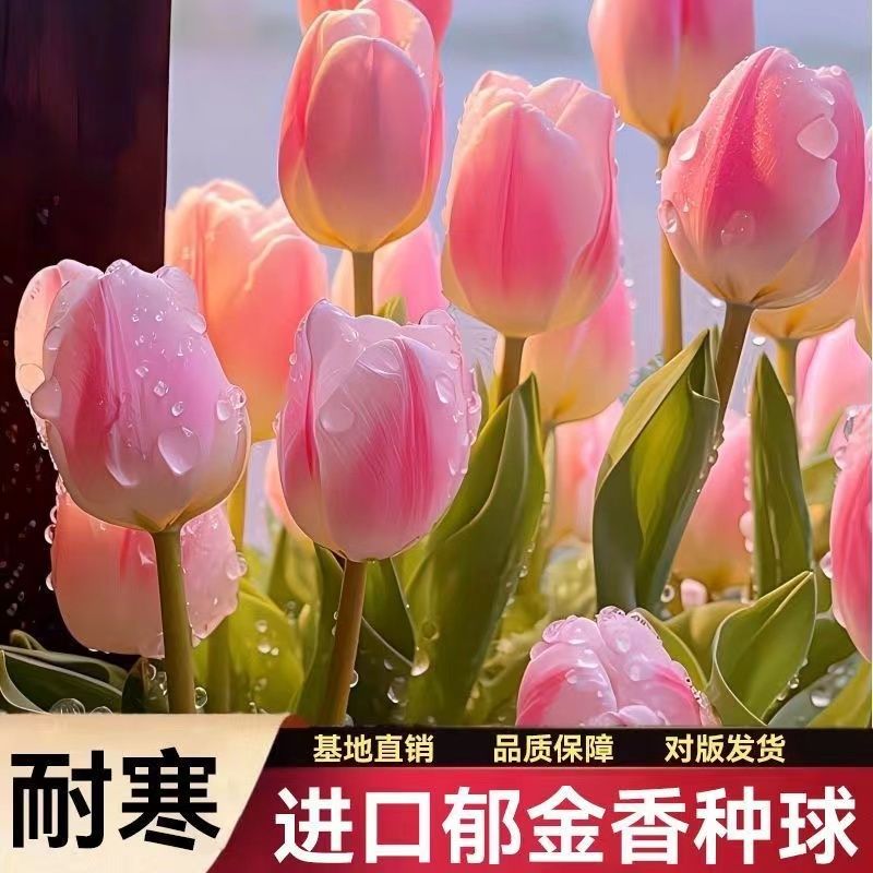 【郁金香种球】荷兰进口郁金香水培土培秋冬季耐寒庭院室内室外花球