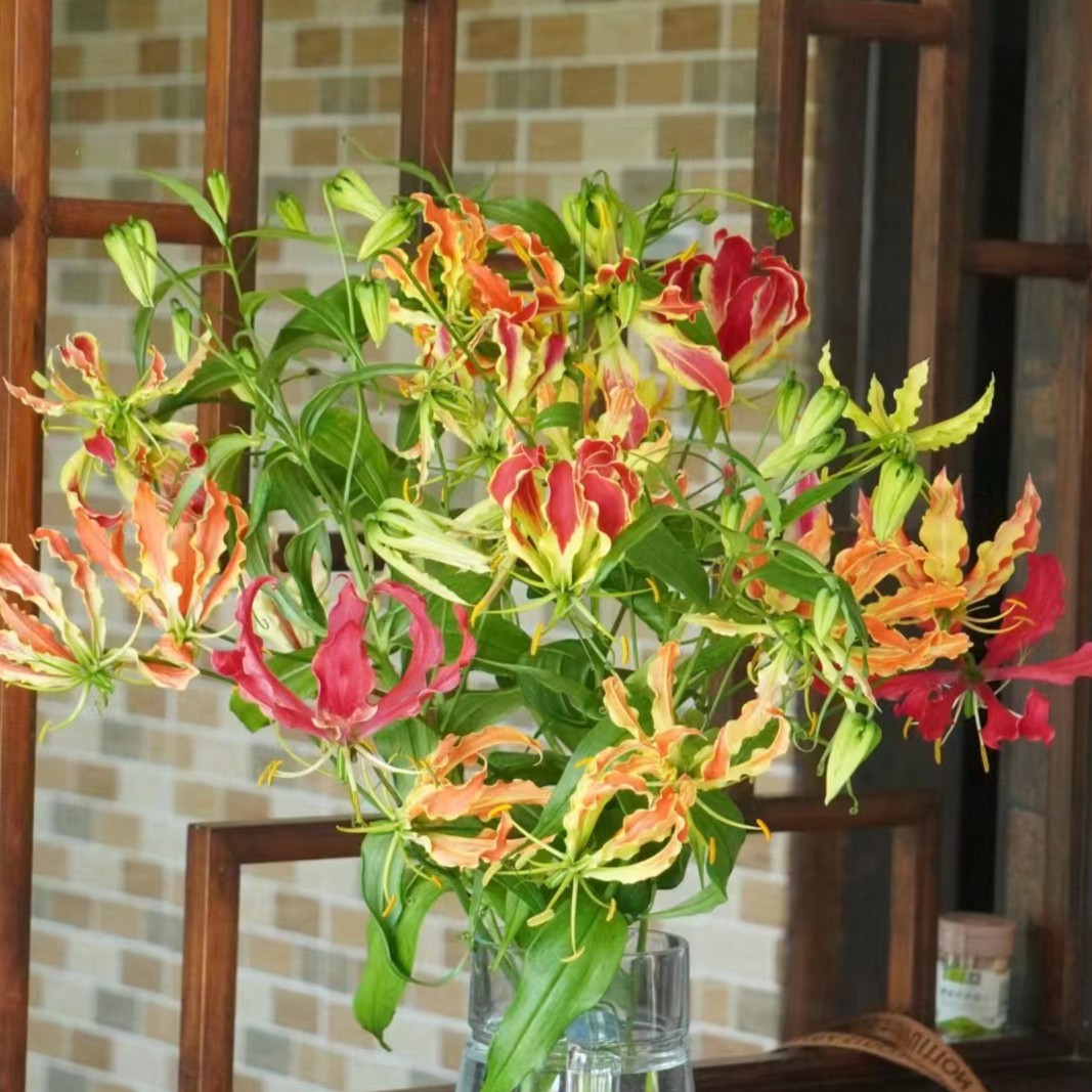 【嘉兰百合】云南鲜花基地美观花店兰花家庭插花养护花艺设计