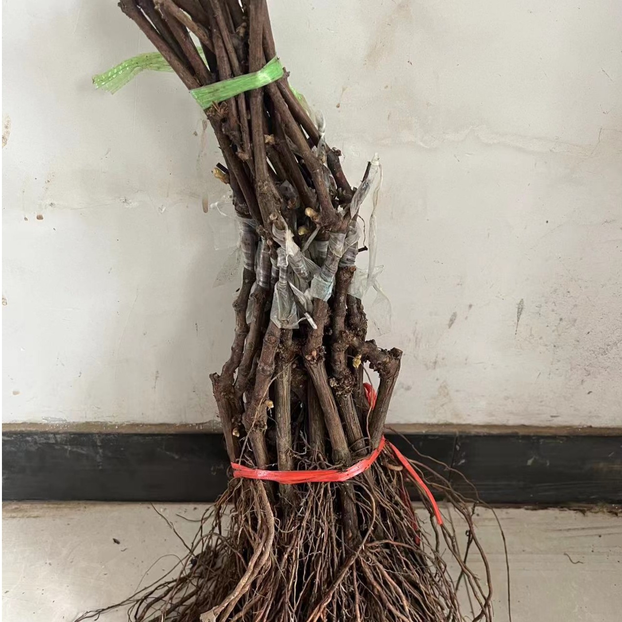 葡萄树苖阳光玫瑰葡萄苗蓝宝石葡萄苗树巨峰葡萄苗盆栽地栽爬藤苗