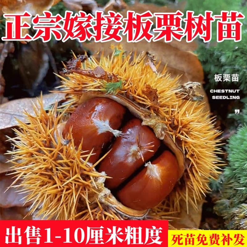 板栗苗树嫁接地栽大红袍当年结果特大板栗树苗南北方种植果树果苗