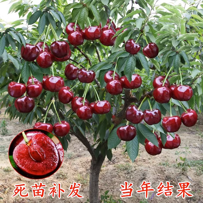 车厘子树苗樱桃树苖南方北方种植盆栽庭院果树矮化樱桃树大樱桃苗