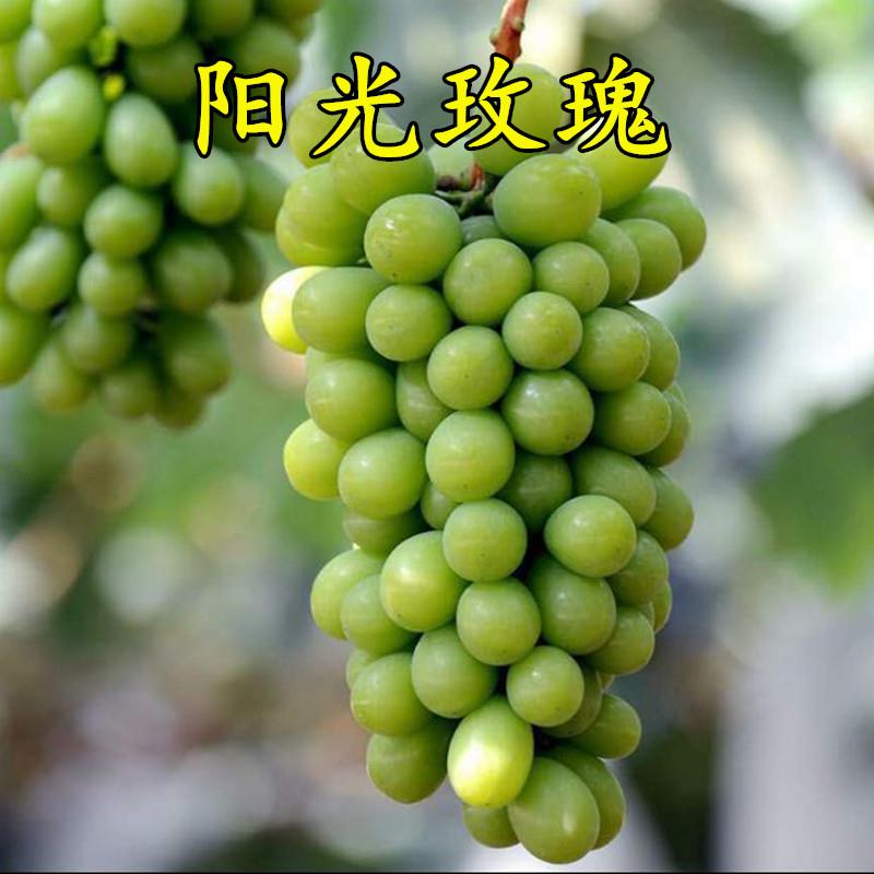 阳光玫瑰葡萄树曲南北方盆栽地栽阳台庭院种植当年结果特大无籽苗