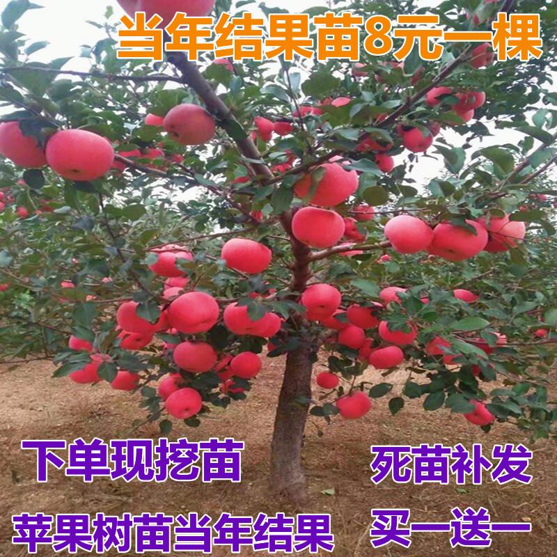 冰糖心苹果树苗红富士苹果苗红肉苹果庭院种植盆栽苹果苗当年结果