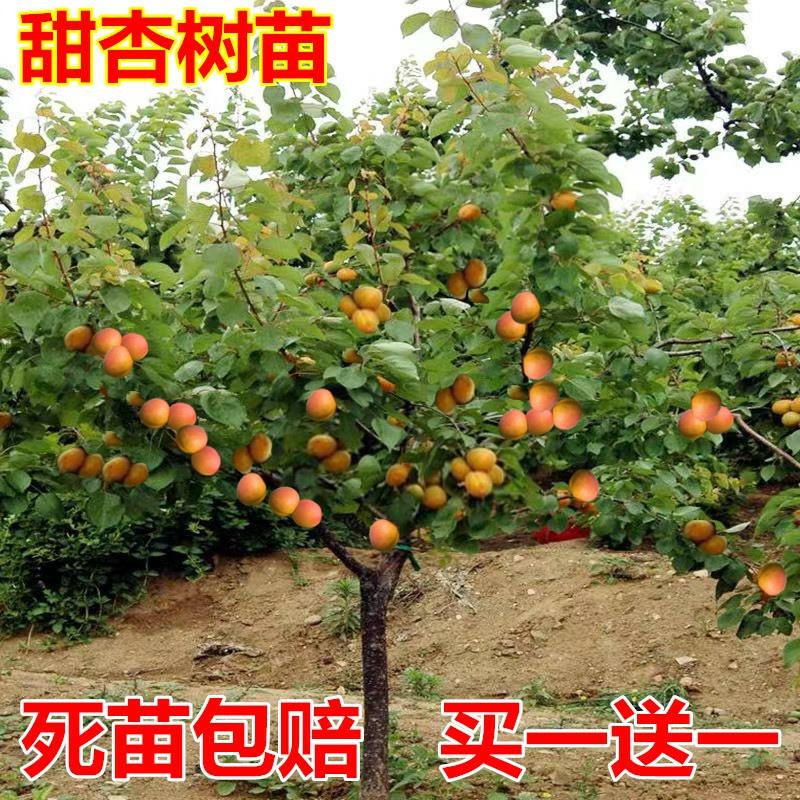 杏树苗嫁接特大早熟晚熟甜杏子果树苗盆栽地栽南北方种植当年结果