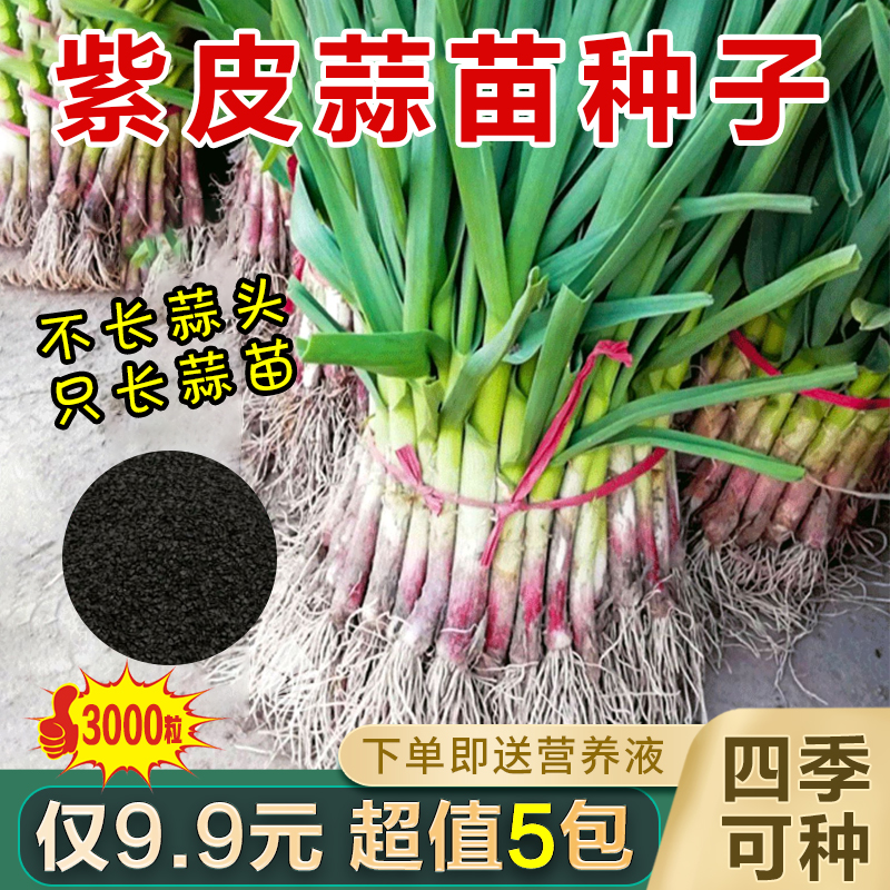抢！9.9元5包蒜苗种子（送营养液）拍2单发15包 四季紫皮宽叶蒜苗籽