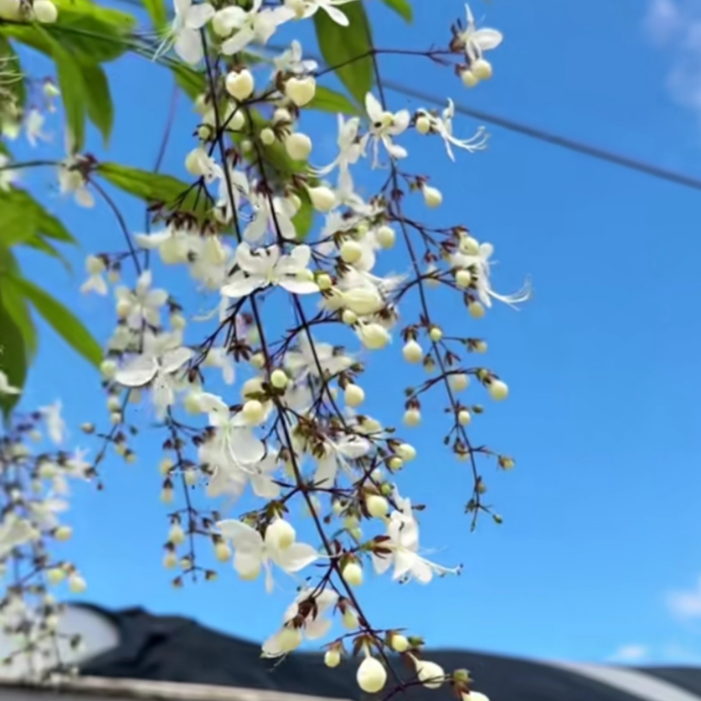 【三年老桩】垂丝茉莉盆栽室内好养护花卉绿植带花苞基地发货美观