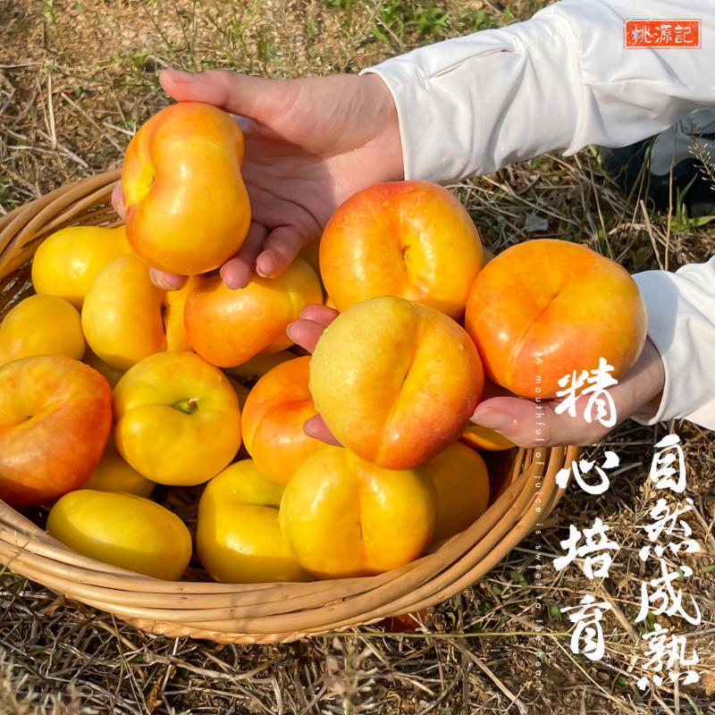 正宗山东清甜彩虹蟠桃新鲜现摘甜油脆蟠桃子孕妇孕期零食送礼水果