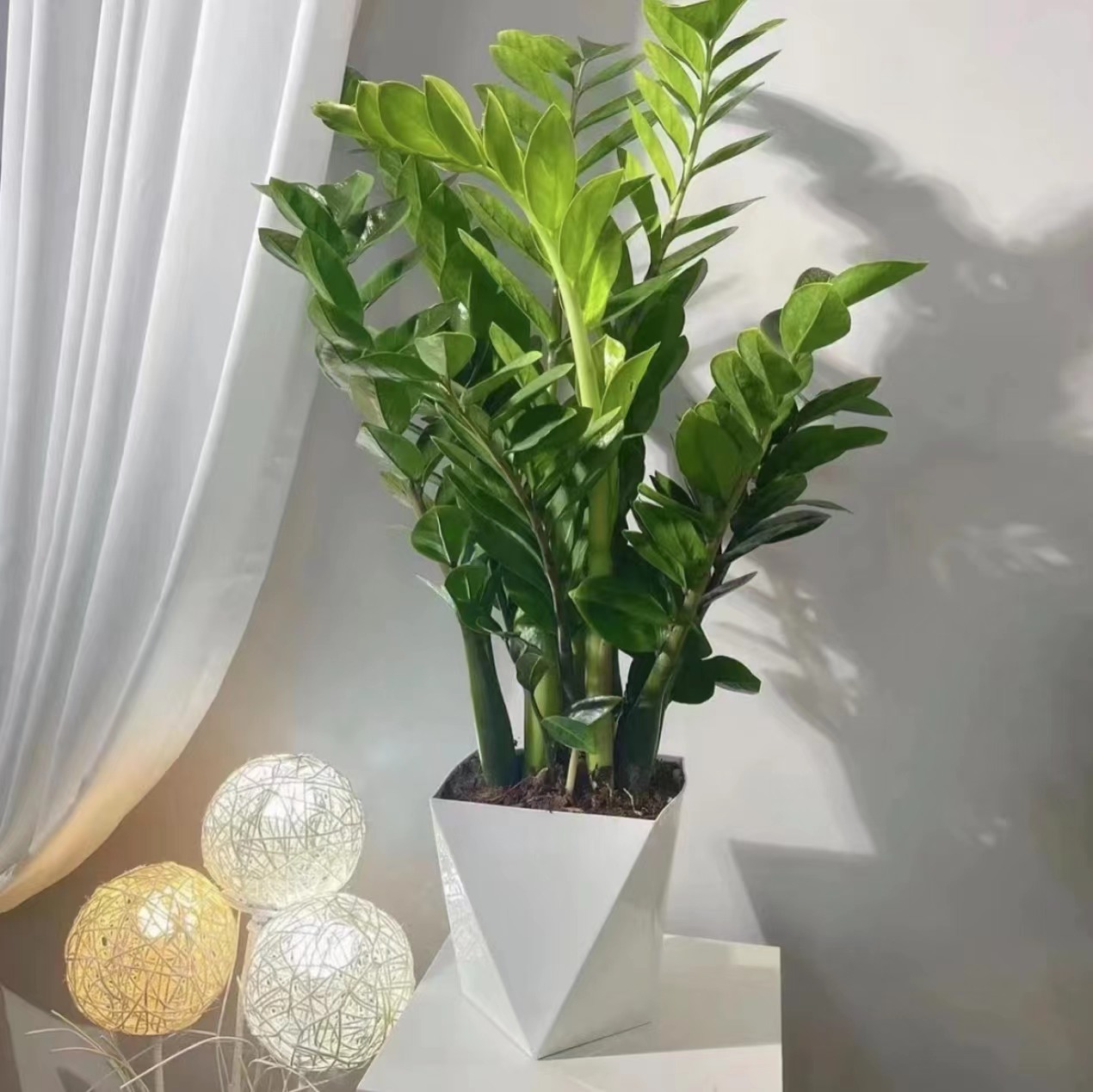 【南乔】金钱树大盆61-70cm绿植四季常青室内客厅好养易活吸甲醛净