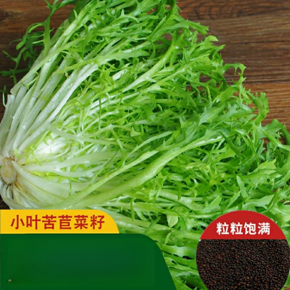 苦苣种子苦菊菜籽黄心细叶四季阳台盆栽蔬菜种孑生菜青菜农家