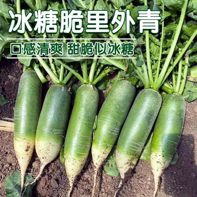 冰糖水果萝卜种子生吃脆甜农家蔬菜种孑四季播种阳盆栽绿萝卜种籽