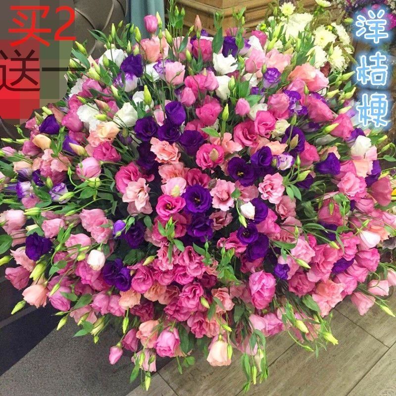 洋桔梗种子重瓣混色多年生四季盆栽阳台庭院盆栽室外花卉植物籽