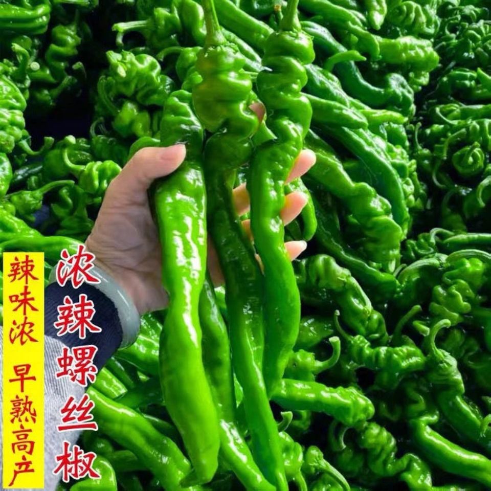 辣椒种子香辣金品螺丝椒种子春秋季四季高产抗病有机菜园蔬菜种子