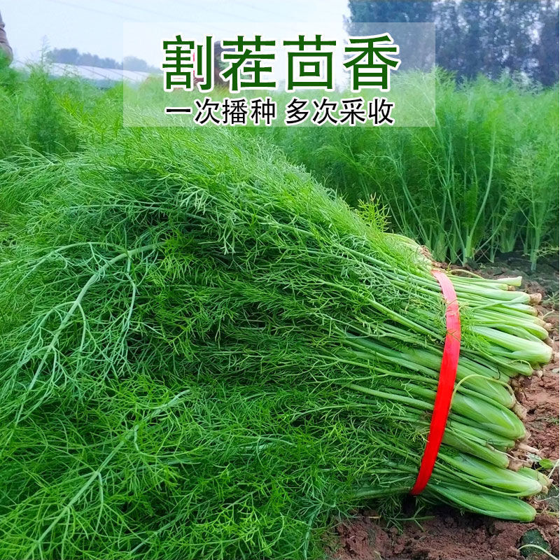 小茴香种子茴香菜食用香菜四季播种套装家庭阳台盆栽蔬菜菜种籽孑