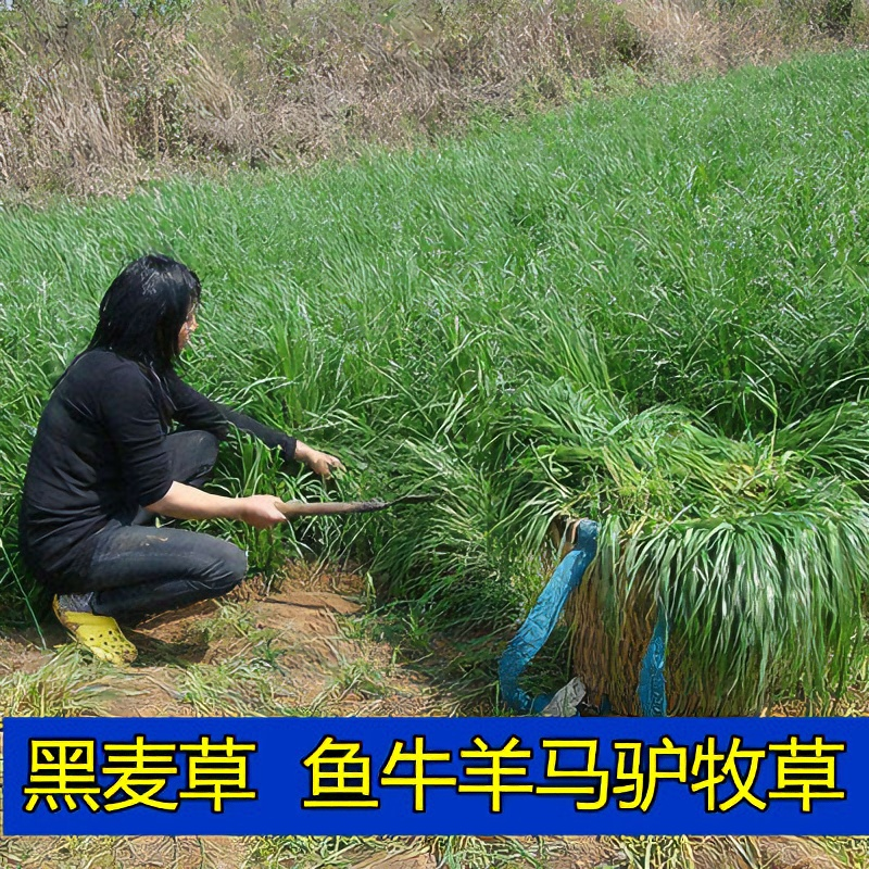 黑麦草多年生耐寒高产牧草种子种植四季种鸡鸭鹅猪牛羊鱼草种子
