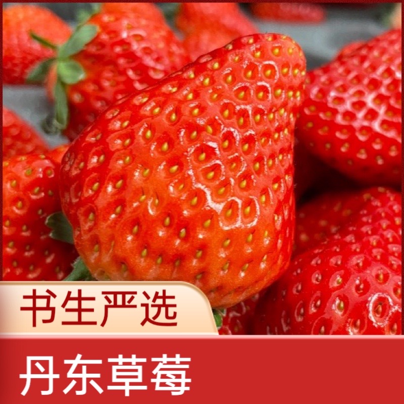 【东北小鲜柚】丹东99草莓大果超大果甜美头茬产地新鲜现摘饱满包赔