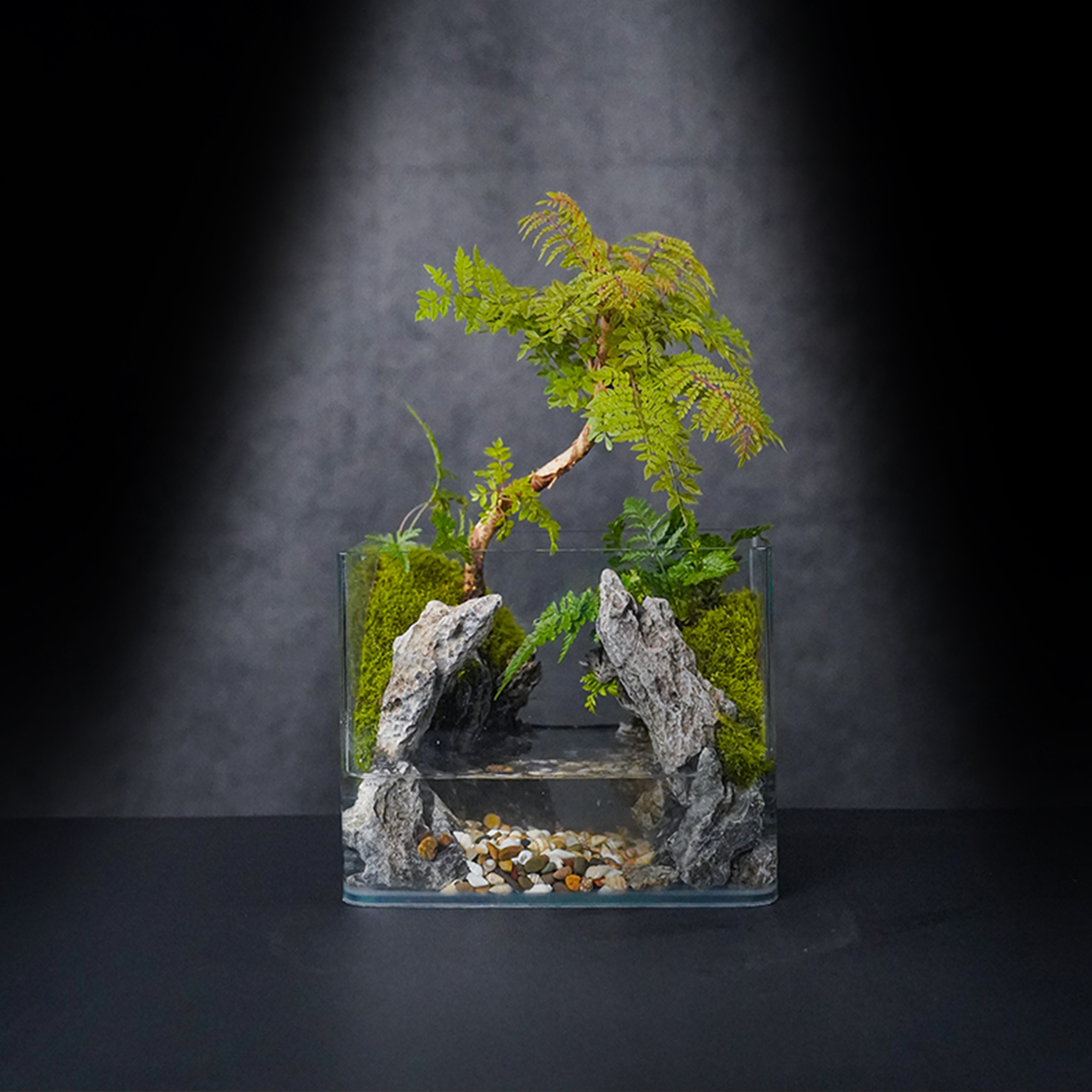（国风山水）山林—蓝花楹纯手工真绿植物真石头成品造景