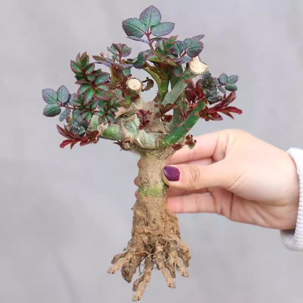 玫瑰老桩苗5年大苗【不发芽免费补发】