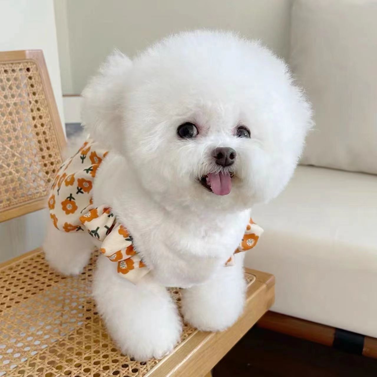 宠物衣服秋冬新款加厚飞袖开衫裙子泰迪比熊狗狗猫咪毛绒外套可爱