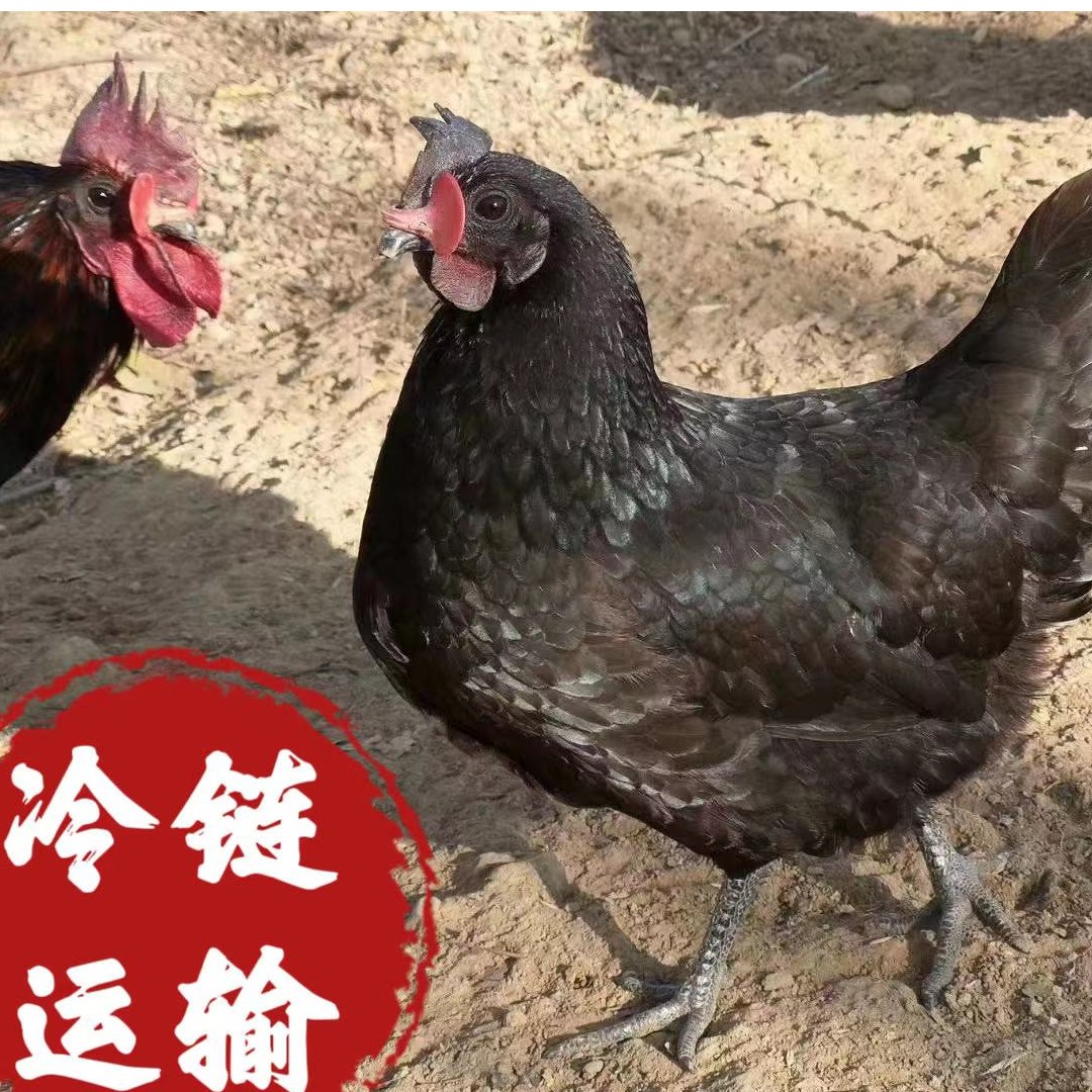【小葱哥】放养乌鸡拍一发二 单只净重2.15斤 新鲜宰杀