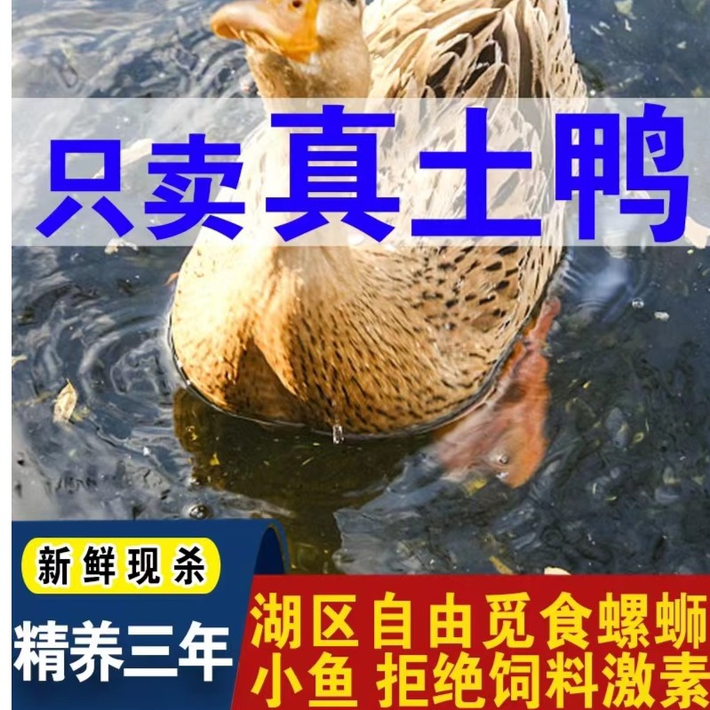 【农村哥】放养土鸭老鸭子 单只净重5.5斤 顺丰包邮