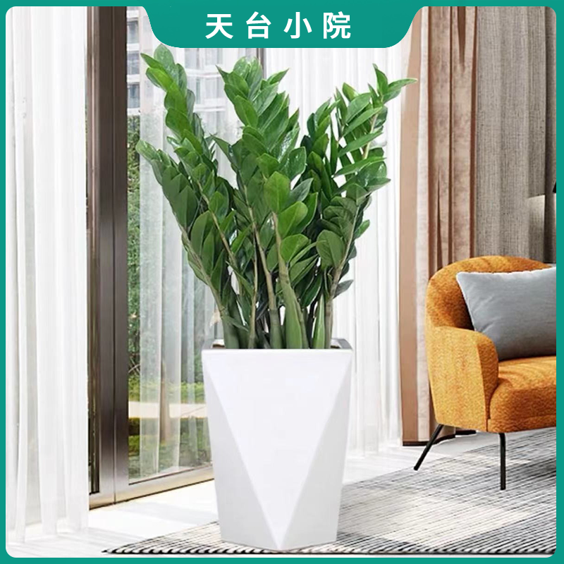 【花海】金钱树盆栽绿植美观好养植物四季常青耐旱室内客厅菱形盆