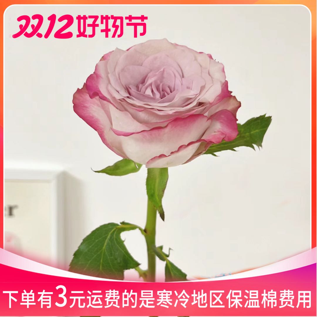 20支气场玫瑰 粉丝送保鲜剂 20%运损不售后 鲜花不可拒收鲜花