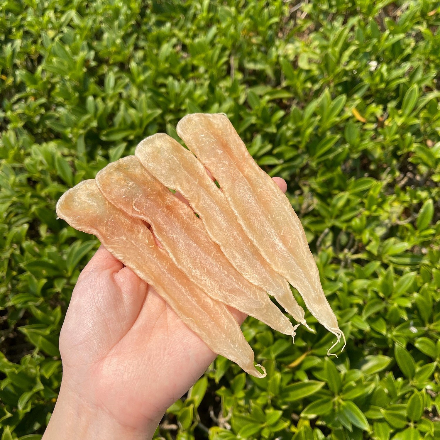 南海阁海珍行白花胶250g-500g