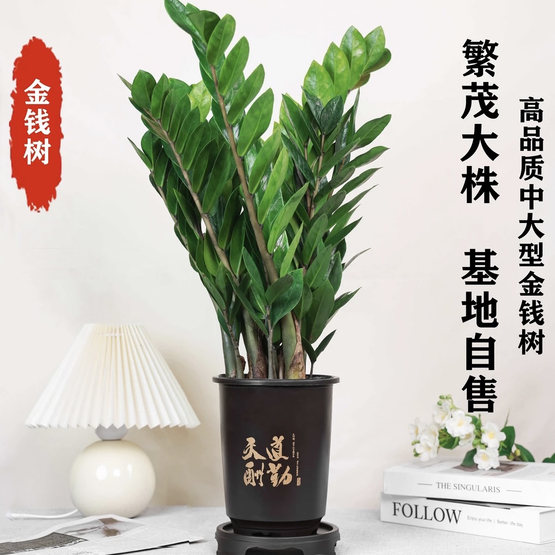 【50高6株以上】金钱树盆栽客厅绿植盆栽乔迁新居办公净化