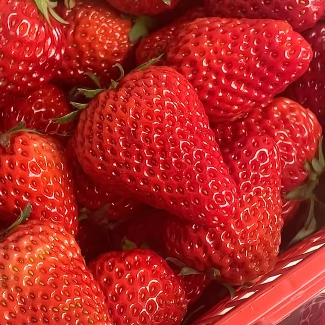 【双福翠宝宝】丹东红颜九九草莓  透明礼盒大果 新鲜采摘 川渝包邮