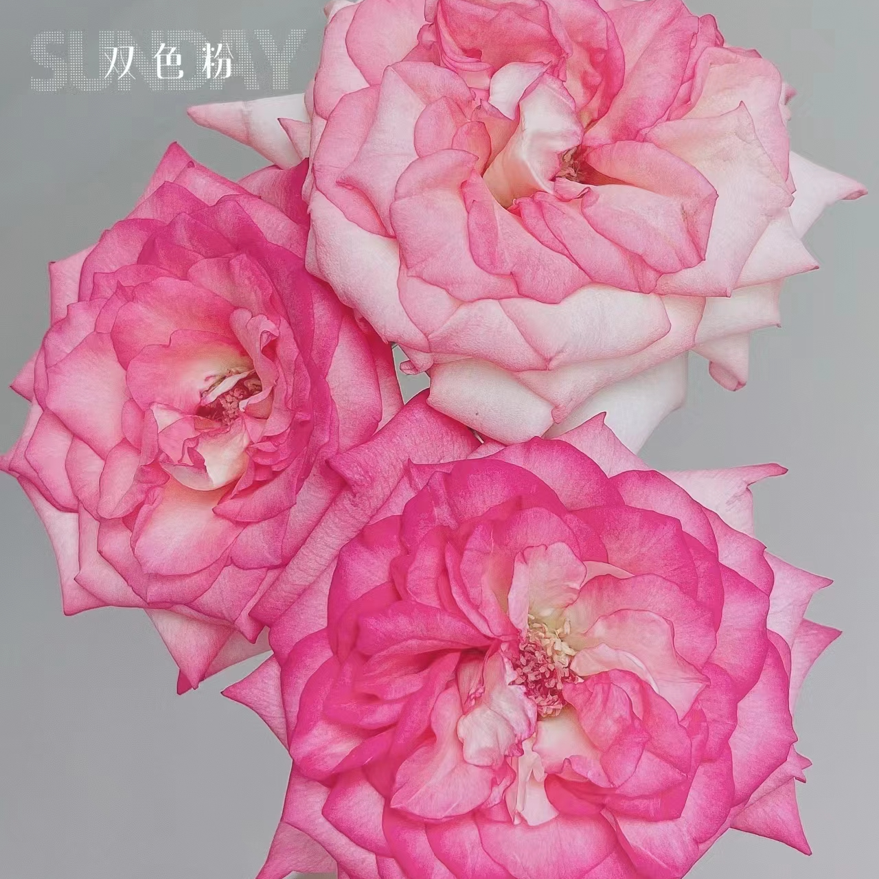【植迷不误】单头双色粉玫瑰