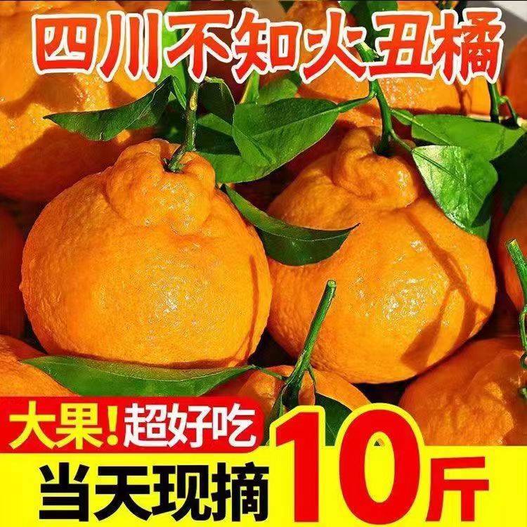 【现摘现发】四川正宗不知火丑橘耙耙柑橘新鲜水果爽口多汁产地直发