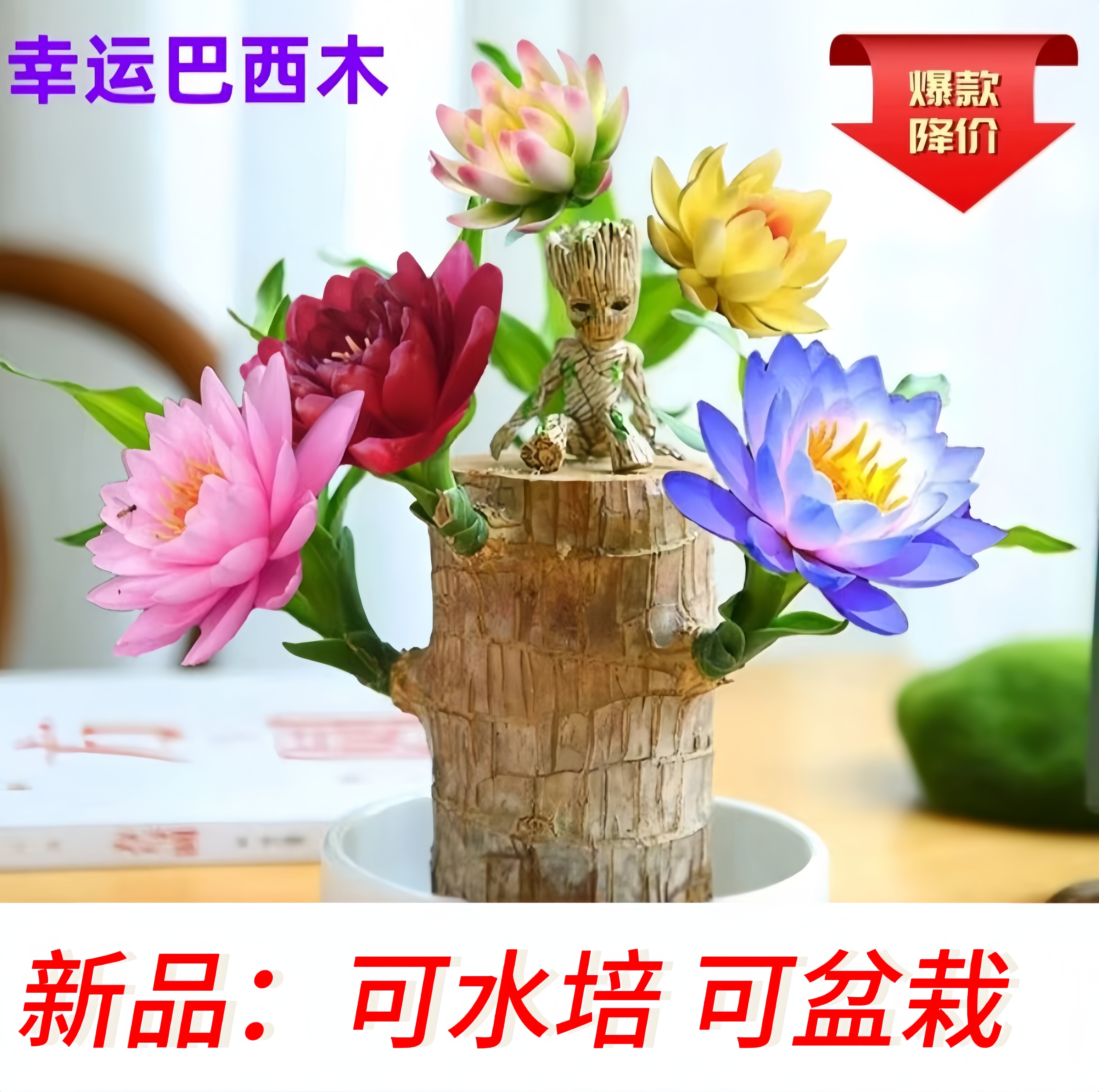 【水培植物巴西木】2024新品幸运木花卉绿植盆栽四季室内好养正宗