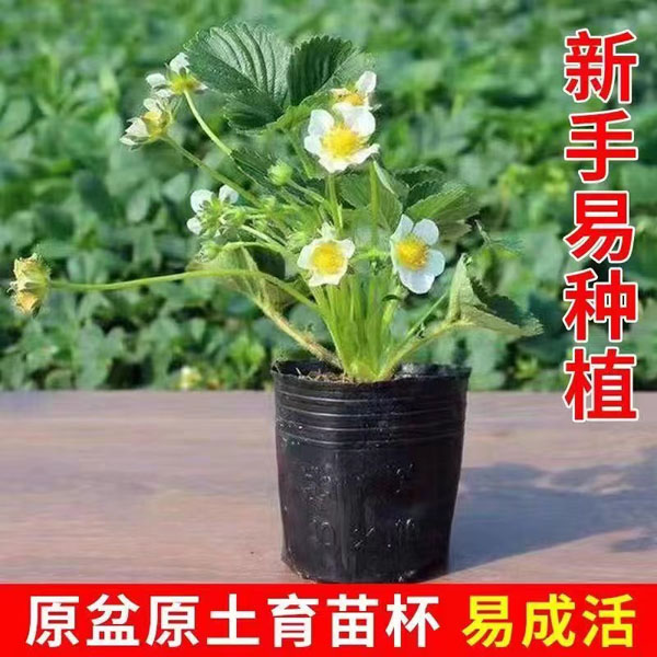 优质原盆原土盆栽草莓苗红颜章姬越秀四季奶油苗室内外种植好成活