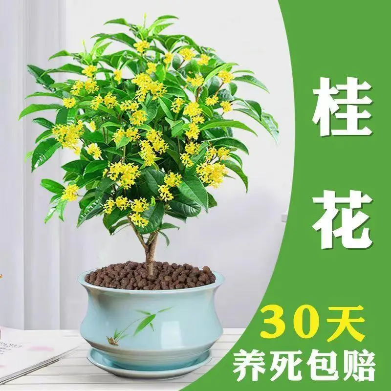 （不带盆）（不带花）四季桂花开花浓香型盆栽金桂室内外庭院地栽阳台