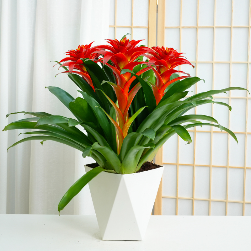 年宵花鸿运当头大红星红色室内客厅桌面绿植可四季开花凤梨鲜艳