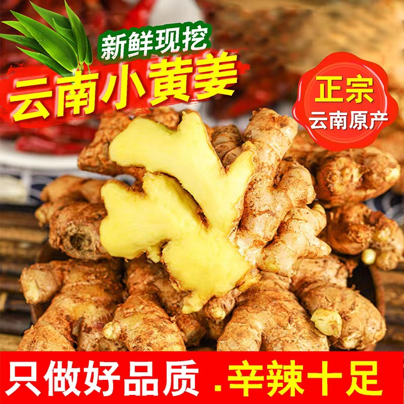 【高山露天】云南小黄姜产地直发新鲜姜泡姜调味煲汤生姜嫩姜1-9斤