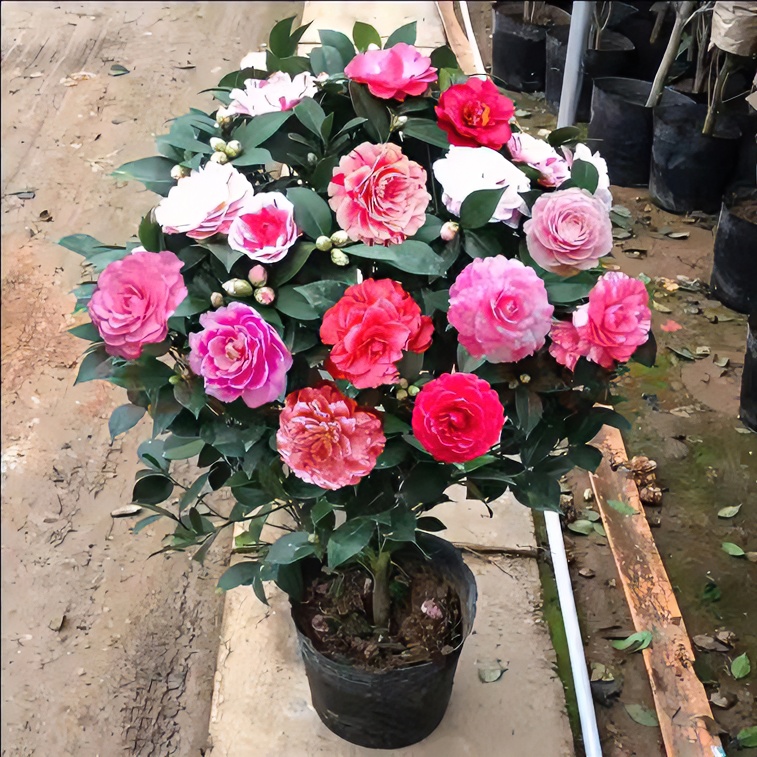 XP五色赤丹茶花盆栽一树多色名贵室内室外耐寒耐热地栽盆栽都好养