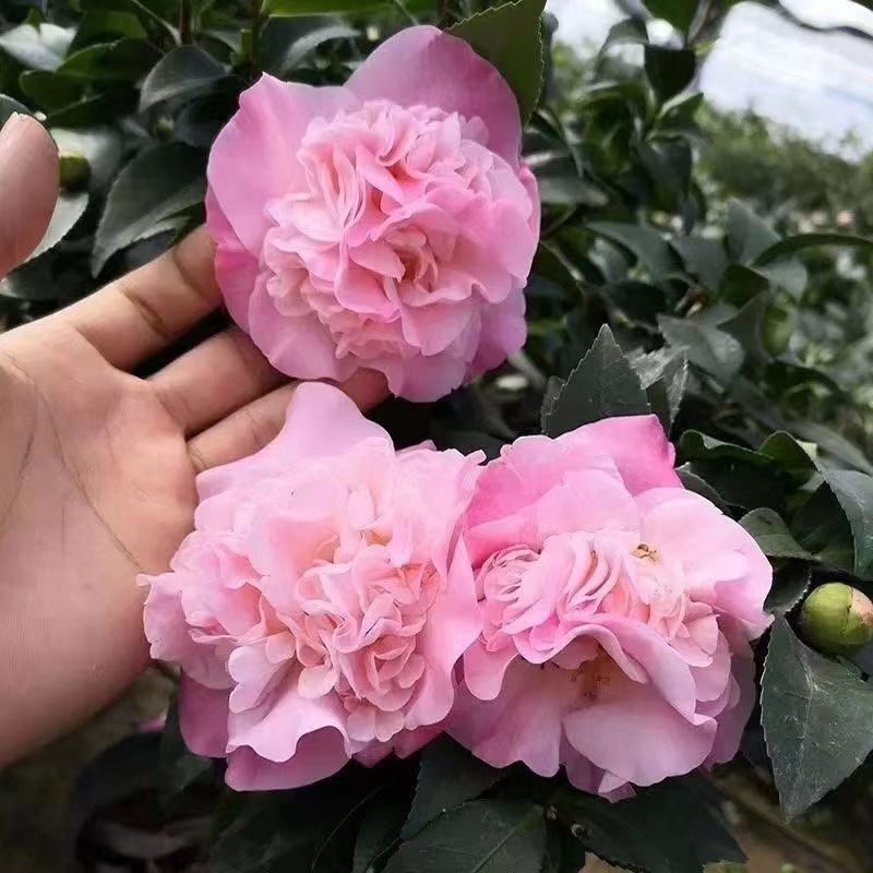 XP大花美人茶花带花苞四季开花浓香好养耐寒耐热室内室外盆栽