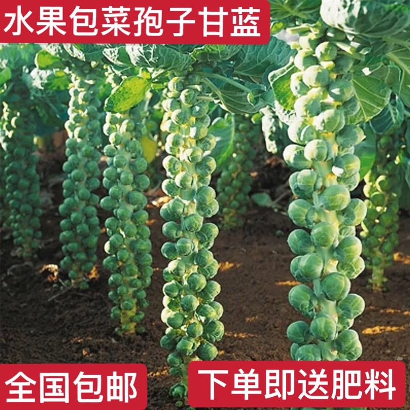 抱子孢子甘蓝种籽迷你小包菜春秋季小型芽球包心菜阳台四季播蔬菜